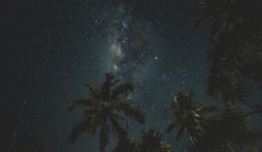 photo of palm trees in the foreground with a starry night in the background