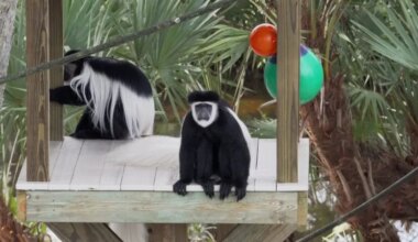 Florida zoo welcomes new species of monkey that are 'vulnerable to extinction'