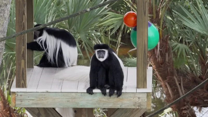Florida zoo welcomes new species of monkey that are 'vulnerable to extinction'