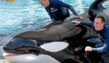 Death of the Orca Katina at SeaWorld Orlando: The End of an Era of Captured Specimens
