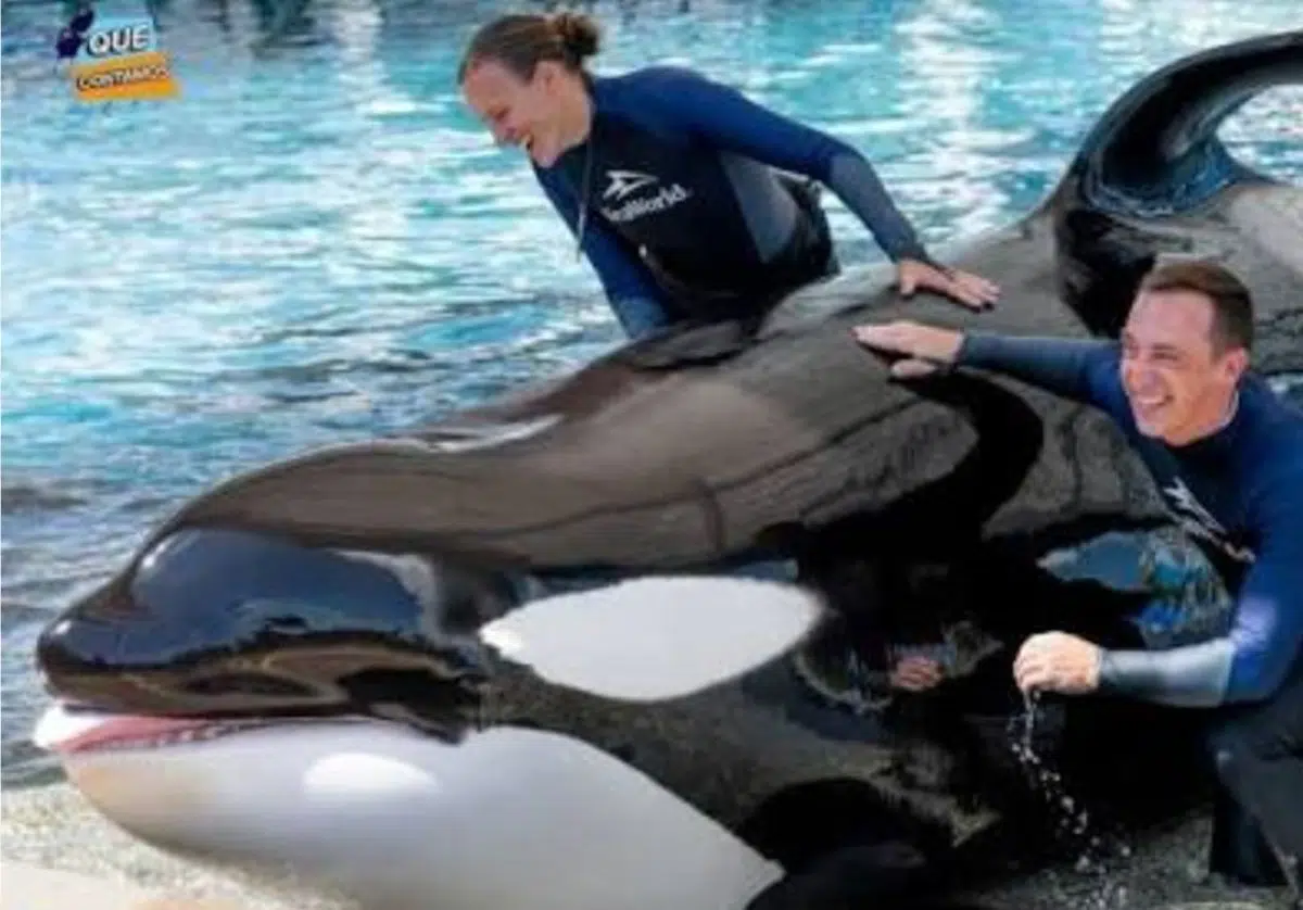 Death of the Orca Katina at SeaWorld Orlando: The End of an Era of Captured Specimens