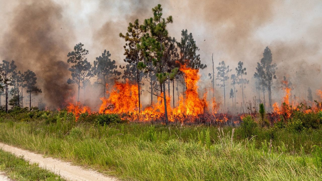 The St. Johns River Water Management District is conducting an 84-acre prescribed burn Friday on the central portion of Hal Scott Regional Preserve and Park in Orange County. (St. Johns River Water Management District)