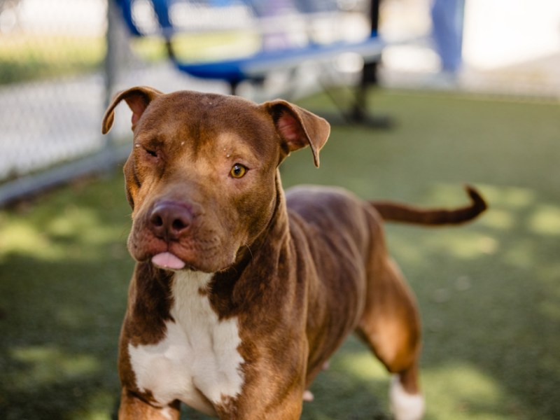 Adoptable pup Reba is a playgroup rock star