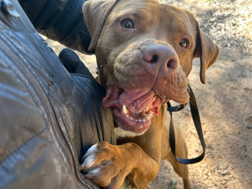 Geraldine is looking for a family with a little bit of patience ... and a lotta back yard!