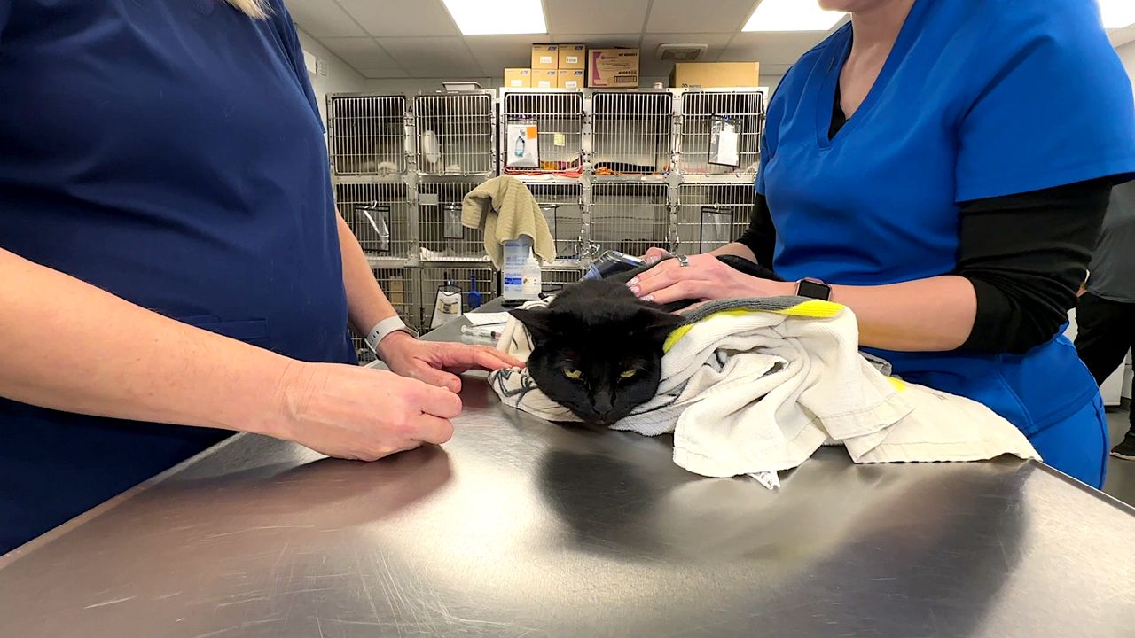 Veterinary care at Orlando's Pet Alliance examines hundreds of animals each month before making the dogs and cats available for adoption. (Spectrum News/Randy Rauch)