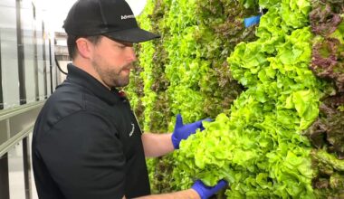 AdventHealth's Sean Toor pulls a head of lettuce from their vertical farm located in a freight shipping container in a hospital parking lot. The indoor farm takes up only 9 parking spaces equivalent to 9 acres of a traditional farm. The food feeds patients, employees, and physicians. (Spectrum News/Randy Rauch)