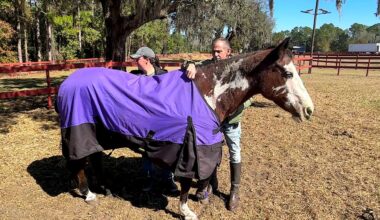 Central Florida horse rescue sanctuary on high alert