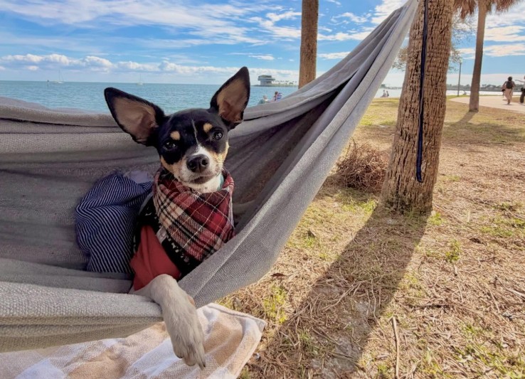 Five ways to give back and get involved in your community