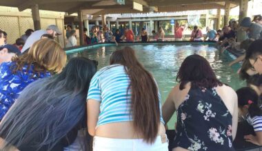 Stingrays return to Manatee Viewing Center