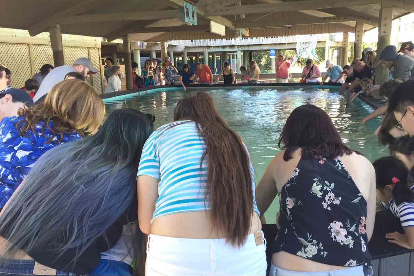Stingrays return to Manatee Viewing Center