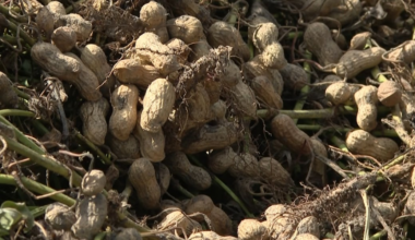 FL farmers eligible for emergency loans after USDA designates eight counties natural disaster areas