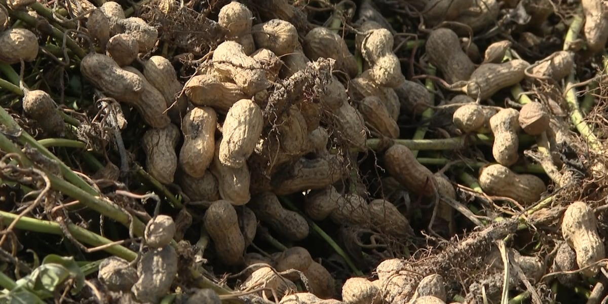 FL farmers eligible for emergency loans after USDA designates eight counties natural disaster areas