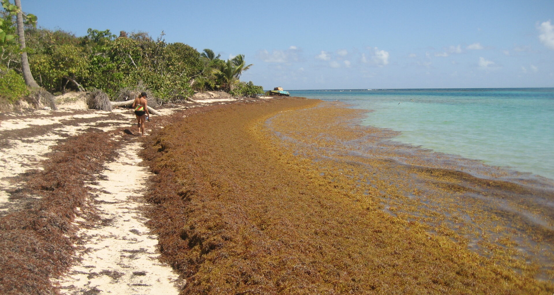 Sargassum algae bloom Puerto Rico Culebra
