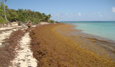 Sargassum algae bloom Puerto Rico Culebra
