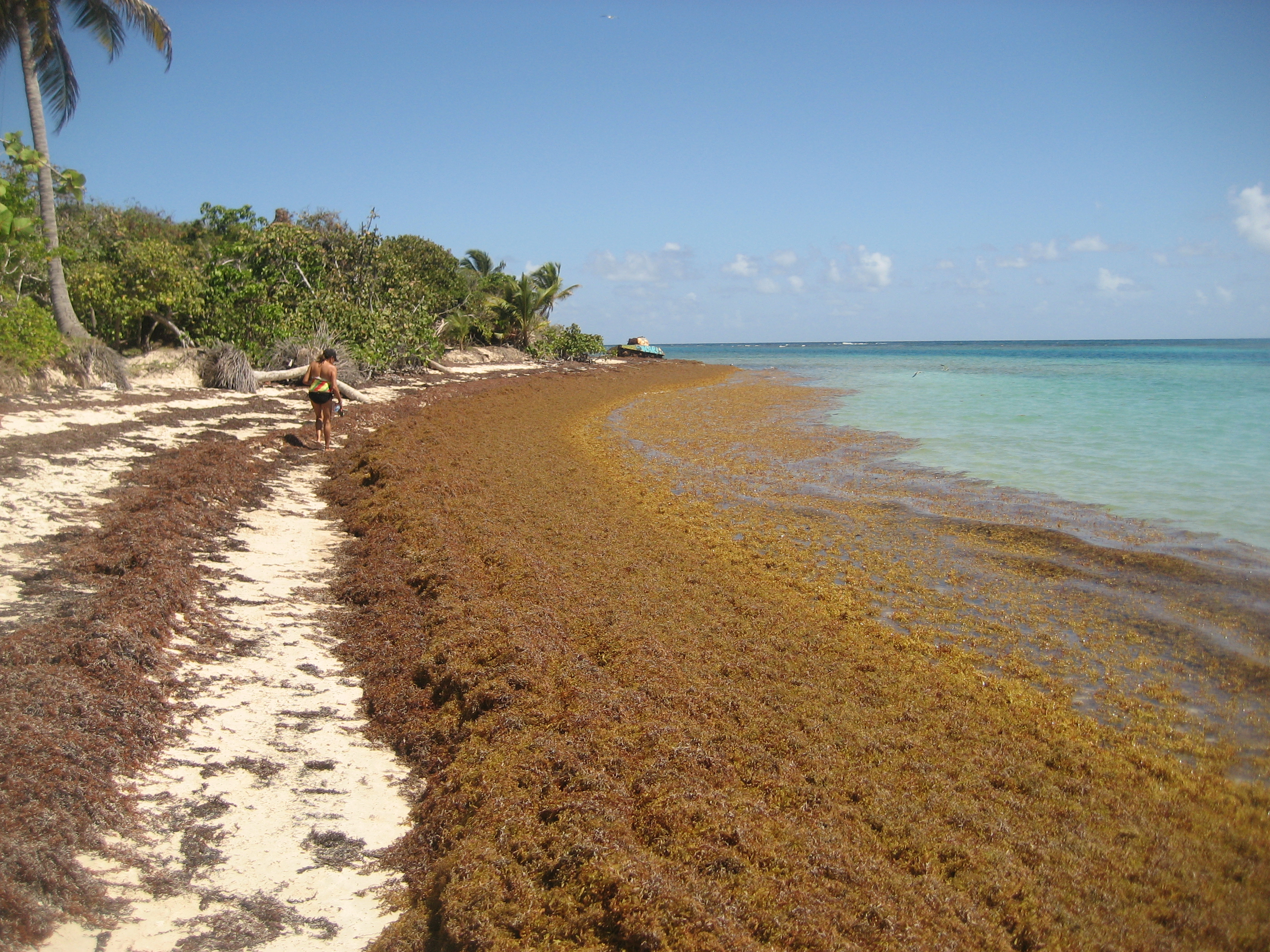 Sargassum algae bloom Puerto Rico Culebra