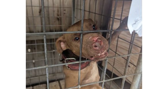 One of the dogs found during the raid on Alex Benefield's Deerfield Beach home. Benefield, who was considered one of South Florida's biggest dogfighters, was sentenced Tuesday to two years of probation.(FBI/Courtesy)