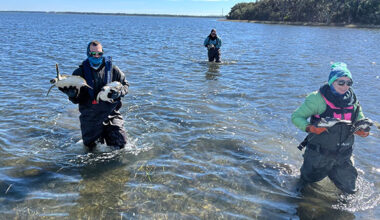Florida Fish and Wildlife Teams Rescued Cold-Stunned Sea Turtles as Temperatures Drops Across State