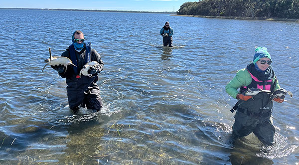 Florida Fish and Wildlife Teams Rescued Cold-Stunned Sea Turtles as Temperatures Drops Across State