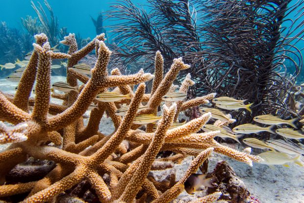 Staghorn coral are fast-growing, reef-building species that form tangled, antler-like thickets on the seafloor, providing habitat for marine life. (Courtesy Liv Williamson)
