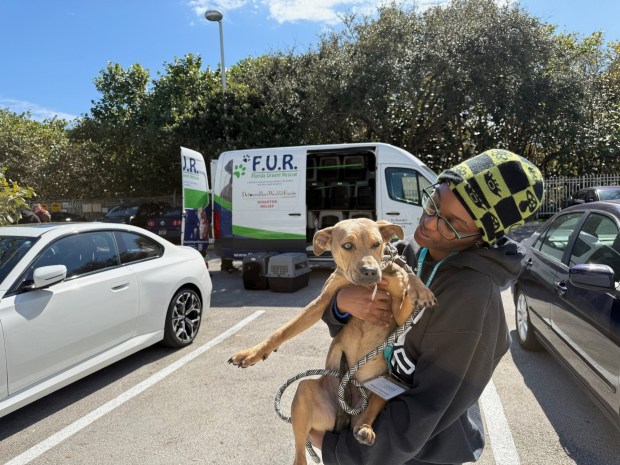 Mehgan Mclymont, an animal care associate at the Humane Society of Broward County, escorts one of 11 dogs transferred from a rural outdoor shelter in Union County, Florida, to the Humane Society of Broward Countyahead of a drastic temperature drop expected to bring freezing conditions to parts of the state (Humane Society/courtesy).