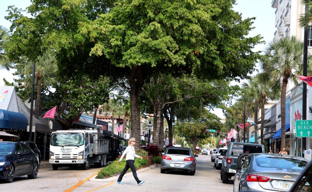 Black olive trees line the median along Las Olas in Fort Lauderdale on April 24, 2024. (Carline Jean/South Florida Sun Sentinel)