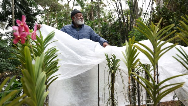 Flamingo Gardens horticulture team member Lenford Reid covers Aranda orchids in preparation for the upcoming freezing weather at Flamingo Gardens in Davie, Friday, Jan. 30, 2026. (Carline Jean/South Florida Sun Sentinel)