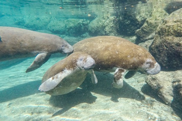 Florida manatees congregate in Three Sisters Springs during a tour with Crystal River Watersports in Crystal River on Nov. 19, 2025. (Patrick Connolly/Orlando Sentinel)