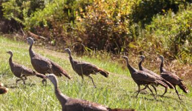 how does Orange County resolve Split Oak?