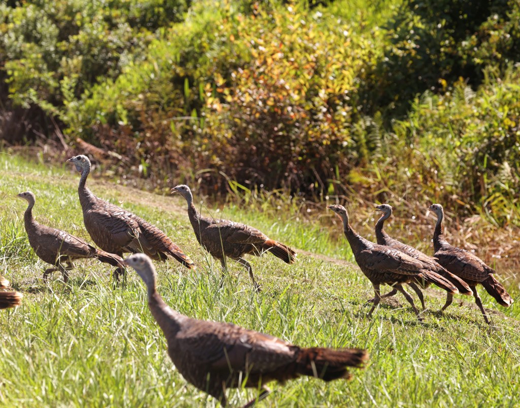 how does Orange County resolve Split Oak?