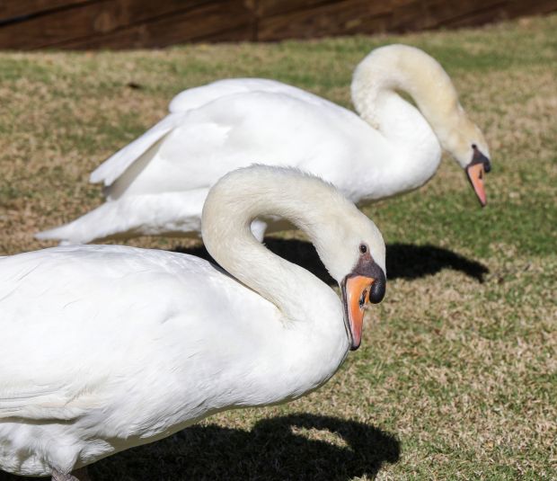 Lola and Angel, Andrew Marshall's pet rescue swans, at his Orlando home, Thursday, Jan. 20, 2026. Marshall is a longtime swan advocate and the lead volunteer for the City of Orlando's swan program. (Joe Burbank/Orlando Sentinel)