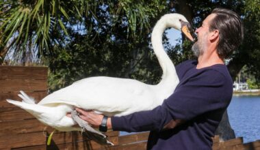 Petition urges Orlando to protect Lake Eola swans as city says it’s ‘reevaluating’ program – Orlando Sentinel