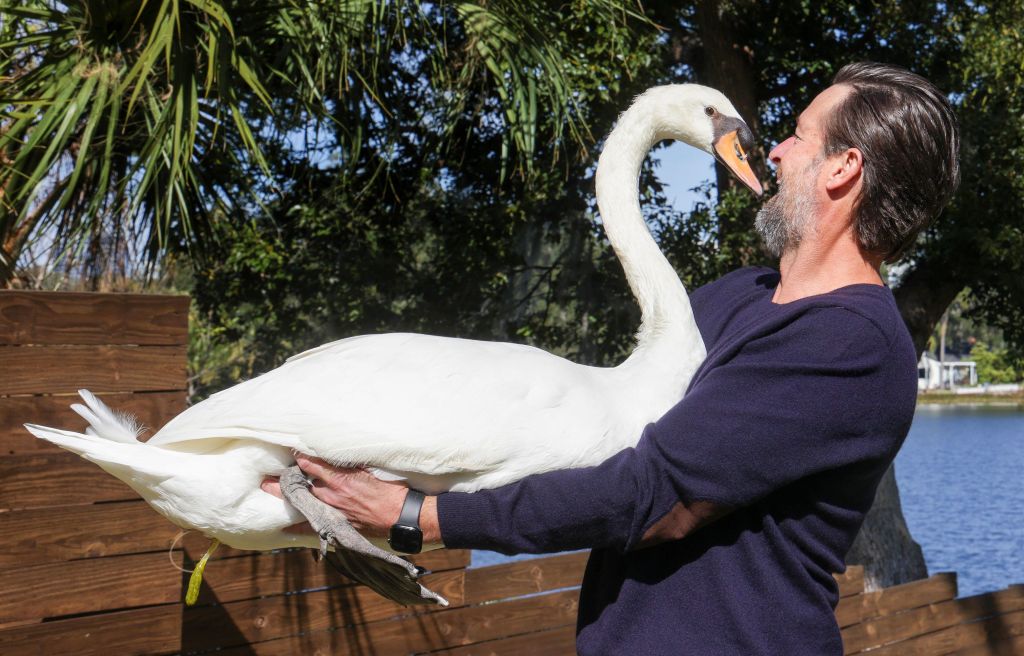 Petition urges Orlando to protect Lake Eola swans as city says it’s ‘reevaluating’ program – Orlando Sentinel