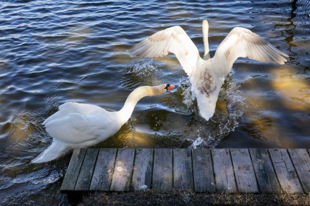 A wild male mute swan chases one of his cygnets along the shoreline of Andrew Marshall's Orlando home on Lake Copeland, Thursday, Jan. 20, 2026. Marshall is a longtime swan advocate and the lead volunteer for the City of Orlando's swan program. (Joe Burbank/Orlando Sentinel)