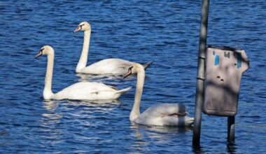 Avian flu death count rises to 32 birds at Orlando’s Lake Eola, including 26 swans – Orlando Sentinel