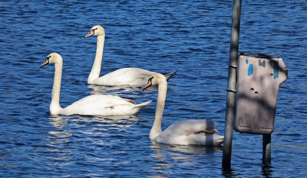Avian flu death count rises to 32 birds at Orlando’s Lake Eola, including 26 swans – Orlando Sentinel