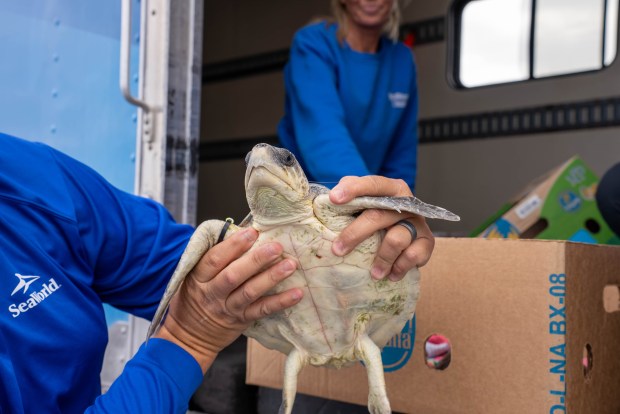 SeaWorld Orlando has taken in 14 critically endangered Kemp's ridley sea turtles. The turtles were flown (by volunteer pilots) from New England area to Orlando after being "cold-stunned." SeaWorld Orlando is providing medical care and rehabilitation before we can release them back to warmer waters. (SeaWorld Orlando)
