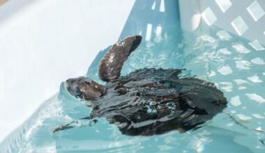 SeaWorld Orlando rescuing cold-stunned turtles from up North