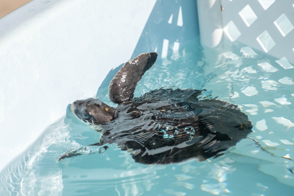 SeaWorld Orlando rescuing cold-stunned turtles from up North