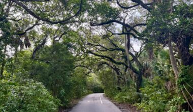 Fort Lauderdale tree plan would cost up to $103 million
