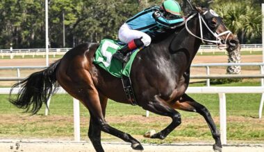 Florida-bred Thoroughbred Uncashed, guided by jockey Pablo Morales, gallops to the wire at Tampa Bay Downs, earning them an Allowance Optional Claiming win on January 21, 2026 during the second race of the day. (Photo: ©SV Photography)