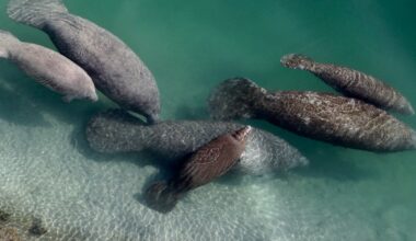 Florida Oceanographic Coastal Center hosts volunteer seagrass restoration events