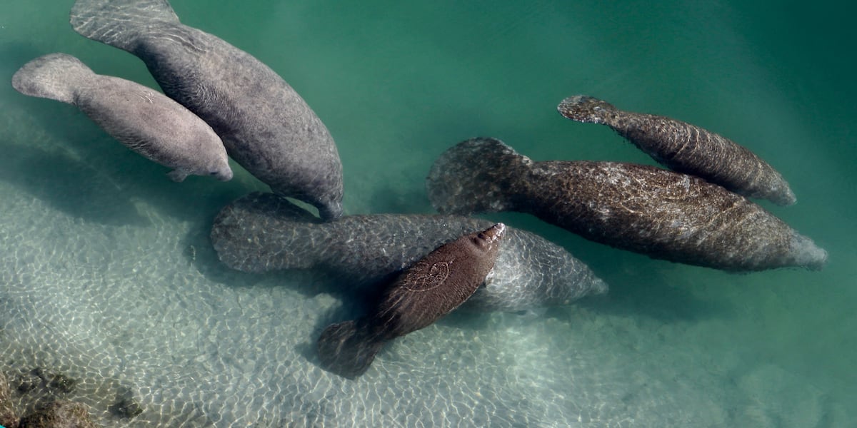Florida Oceanographic Coastal Center hosts volunteer seagrass restoration events