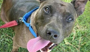 The Mutt Strutt dog walk