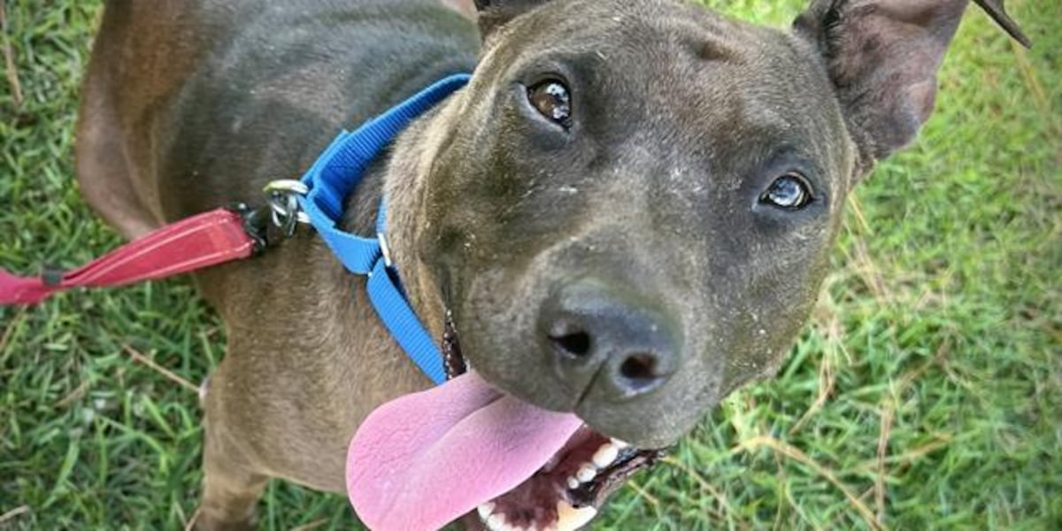 The Mutt Strutt dog walk