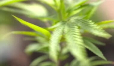 Here’s where the state of Florida stands on recreational marijuana