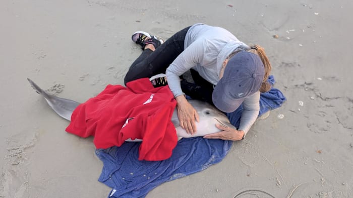 New Smyrna Beach woman helps officials rescue distressed baby dolphin after chance encounter
