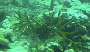 Port Everglades dredging means massive coral destruction
