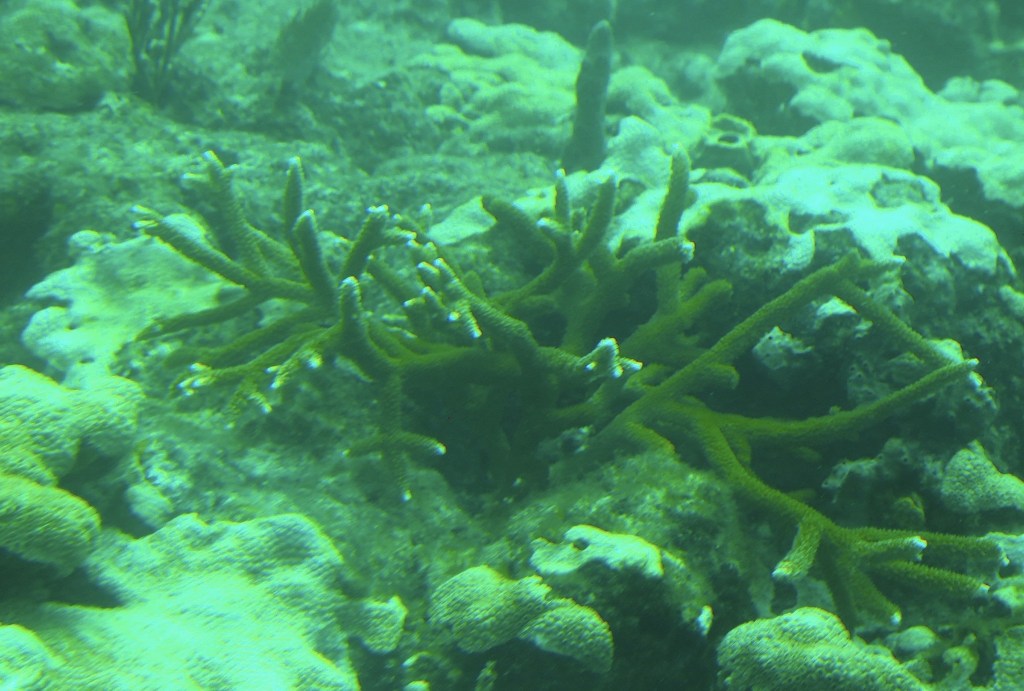 Port Everglades dredging means massive coral destruction