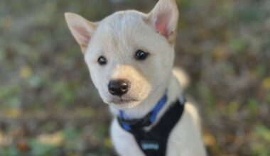 Puppies, dogs left for dead in Largo are happily adjusting to their new 'furever' homes