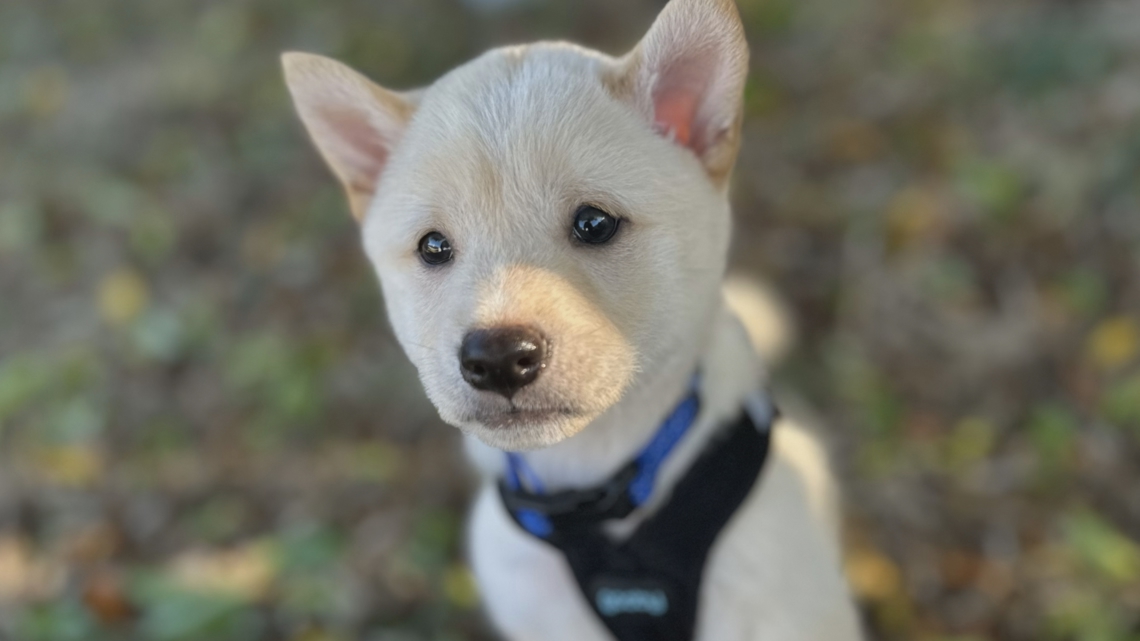 Puppies, dogs left for dead in Largo are happily adjusting to their new 'furever' homes